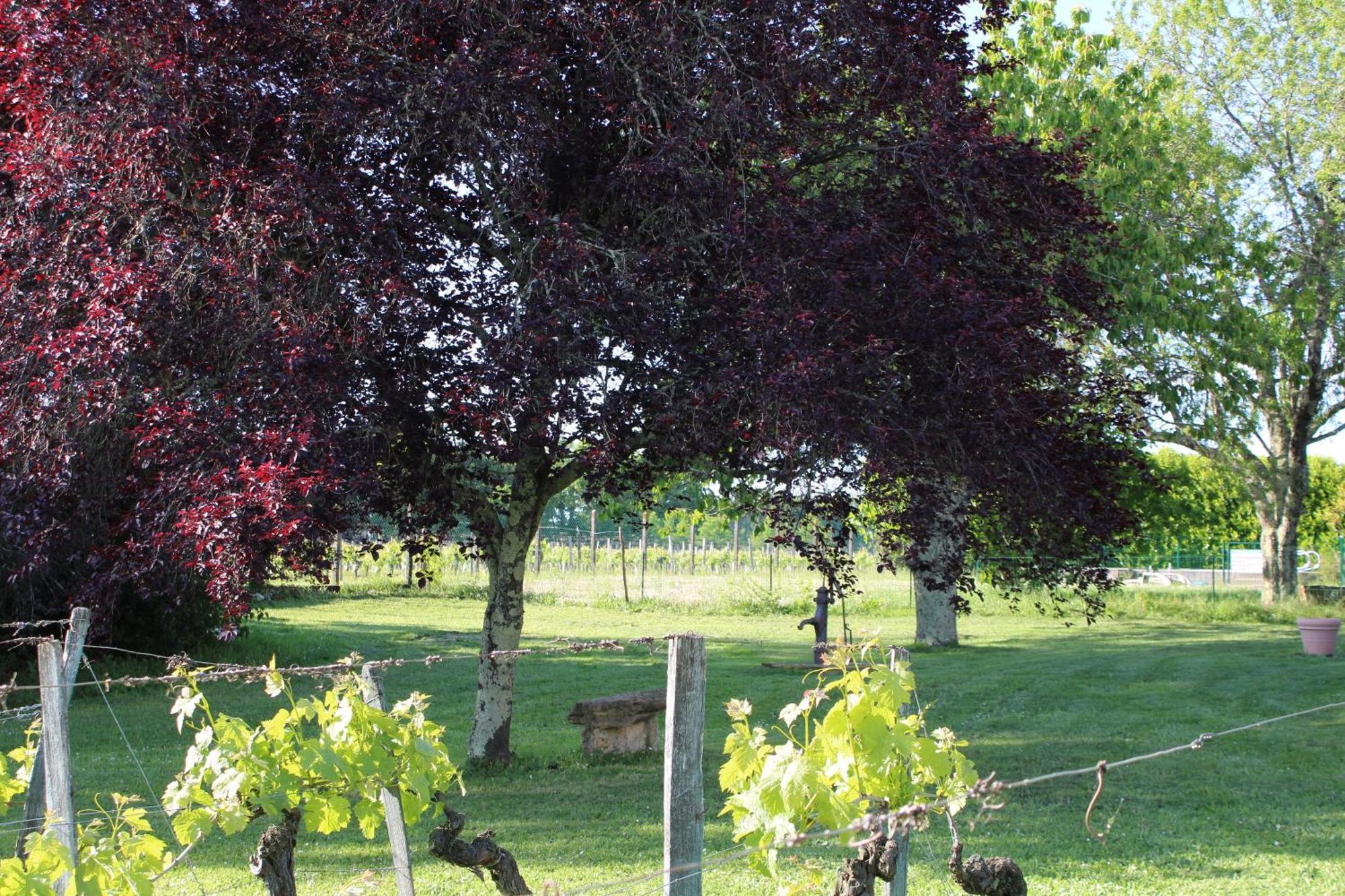 Bed and Breakfast La Vigneraie De Laura Sainte-Colombe  Экстерьер фото